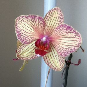 Meet your Posher, Stacy